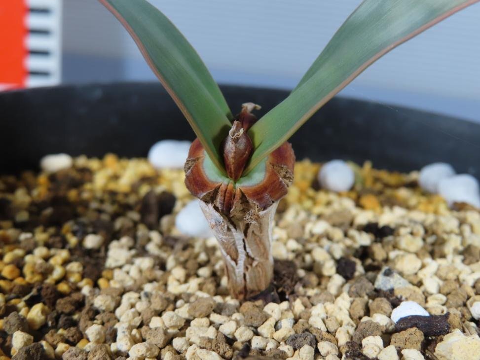 2250 「裸子植物」ウェルウィッチア ミラビリス 植え【発根・奇想天外・Welwitschia mirabilis】の画像4