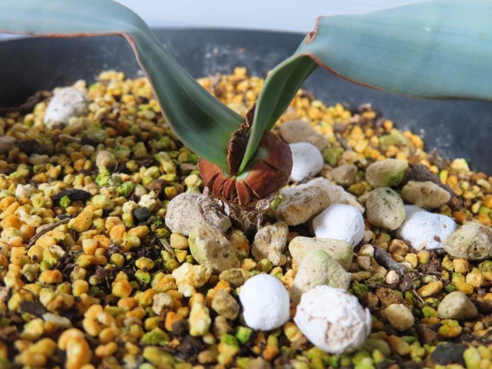 2252 「裸子植物」ウェルウィッチア ミラビリス 植え【発根・奇想天外・Welwitschia mirabilis】の画像1