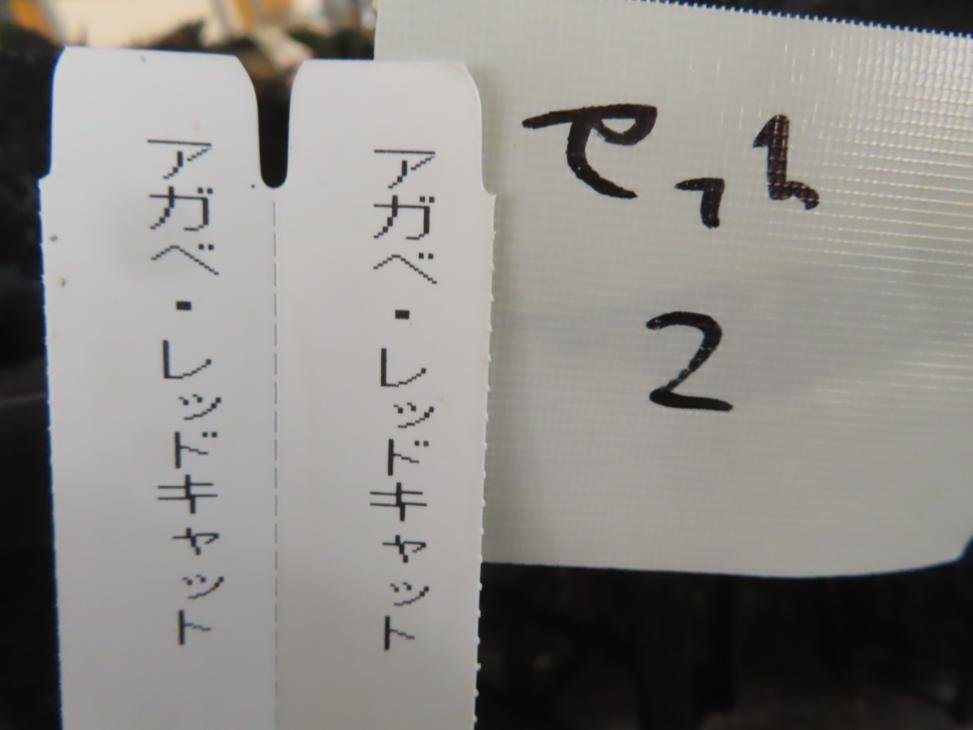 2756 「高級」アガベ チタノタ 赤猫 2株セット【発根・多肉植物・子株・A.titanota Red Catweezle】の画像7