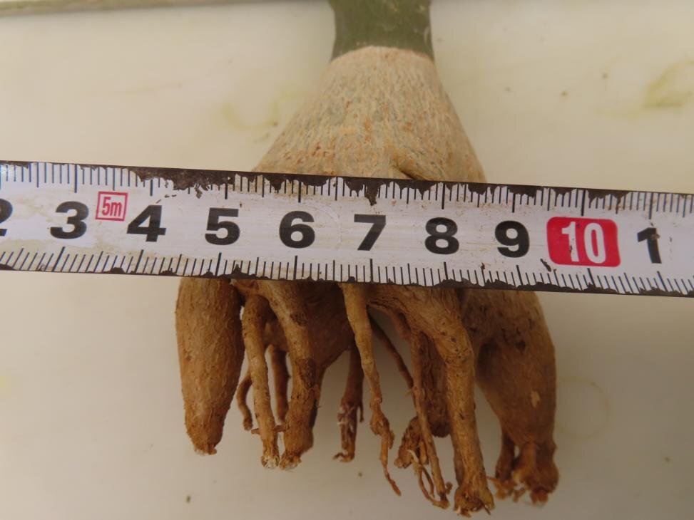 4271 「塊根植物」アデニア フルチコーサ 抜き苗【最新到着・多肉植物・Adenia fruticosa・フルティコーサ】_画像8