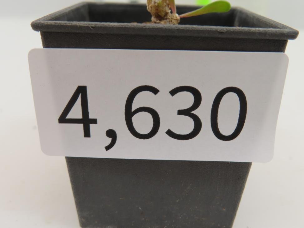 4630 「塊根植物」オトンナ ピグマエア 実生 植え【発根未確認・多肉植物・ Othonna pygmaea】の画像7