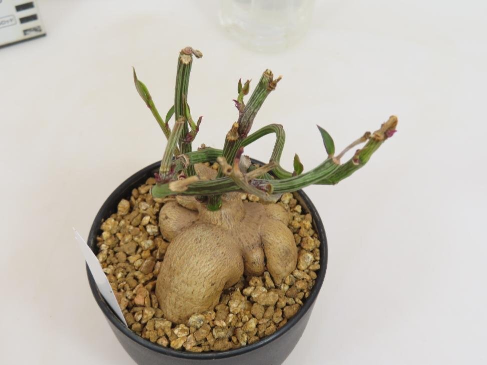 4670 「多肉植物I】モナデニウム モンタナム 植え【・発根・Monadenium montanum】_画像6