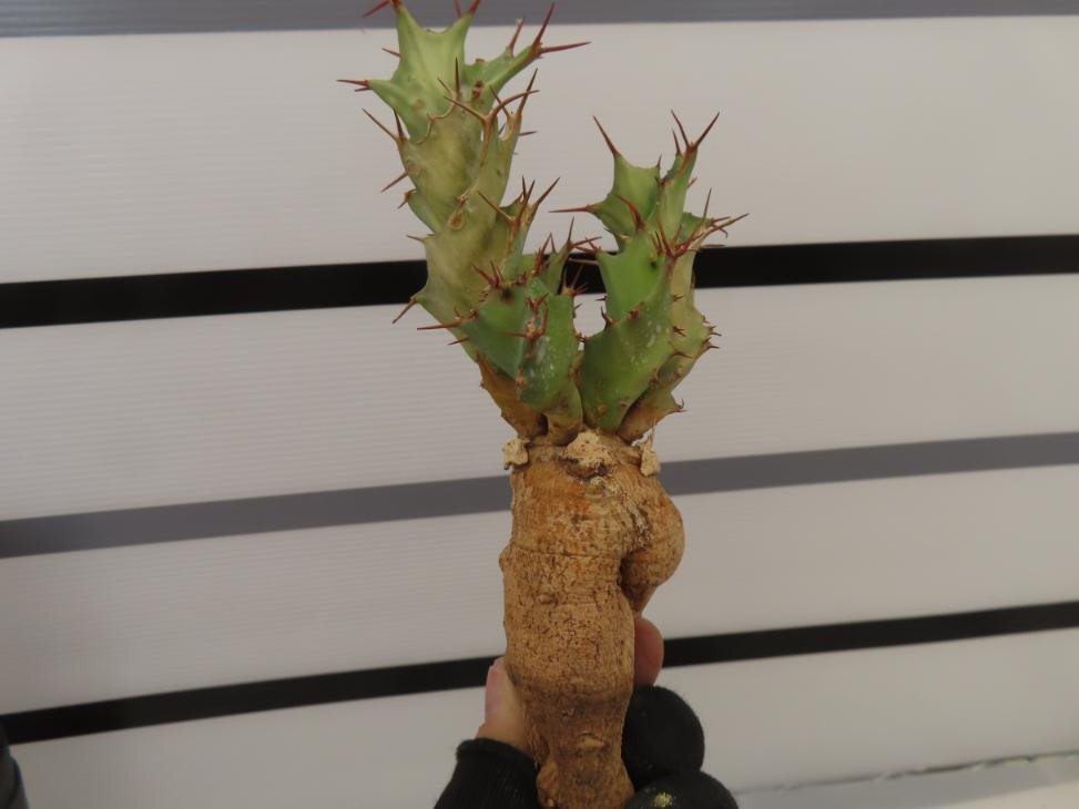 4248 「多肉植物」ユーフォルビア トルチラマ 抜き苗【最新到着・塊根植物・Euphorbia tortirama】の画像3