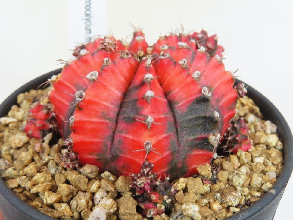 6981 「多肉植物I」ギムノカリキウム ミハノビッチ 植え【Gymnocalycium mihanovichii・美株】_画像6