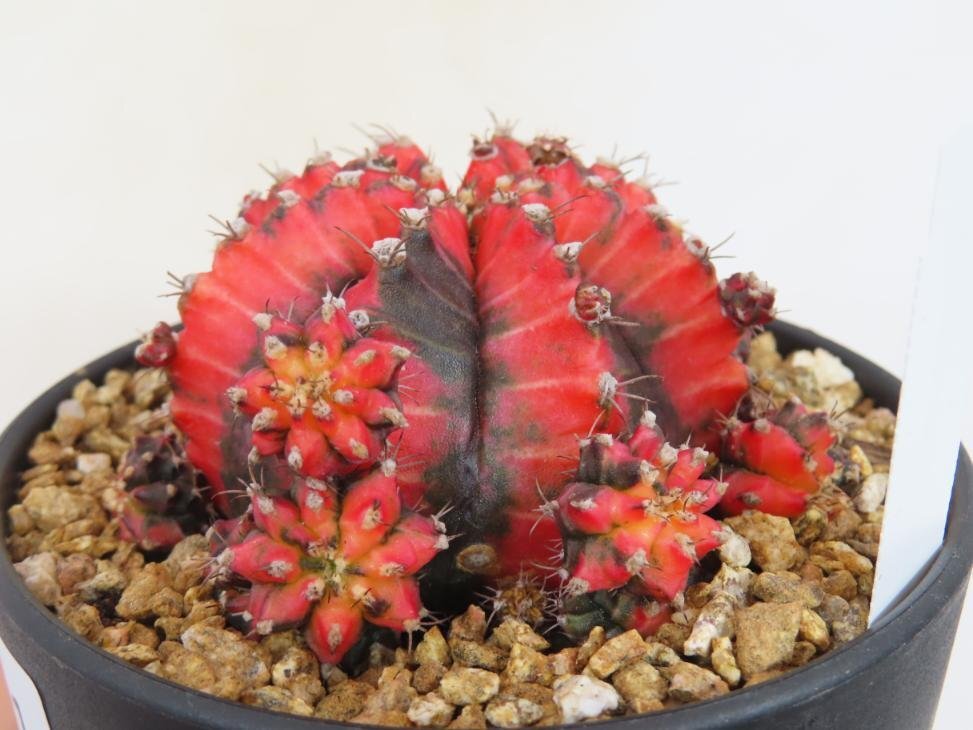 6981 「多肉植物I」ギムノカリキウム ミハノビッチ 植え【Gymnocalycium mihanovichii・美株】_画像4