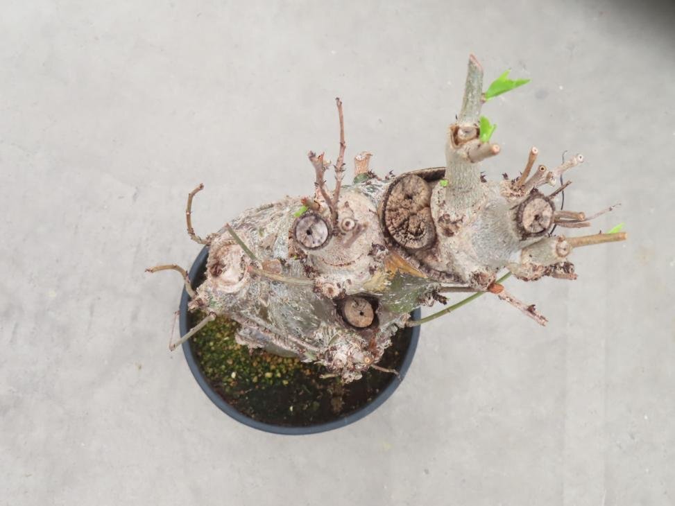 8196 「塊根植物」アダンソニア バオバブ 植え【発根未確認・芽吹き・adansonia】の画像5