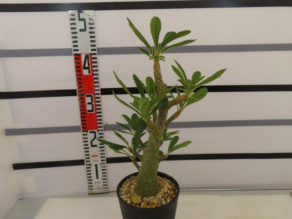 8319 「塊根植物」ドルステニア ギガス 植え【発根開始・発芽開始・Dorstenia gigas・多肉植物】の画像6