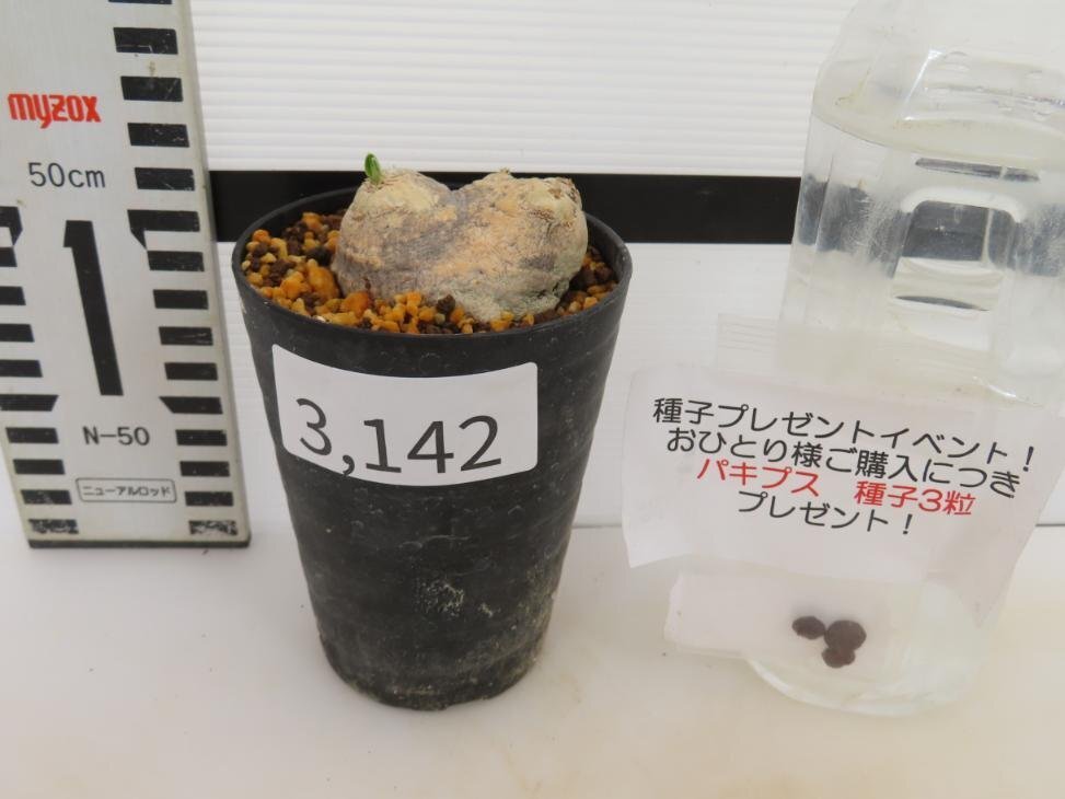 3142 「塊根植物」パキポディウム 恵比寿笑い 植え【発根未確認・brevicaule・多肉植物・購入でパキプス種子プレゼント】の画像2