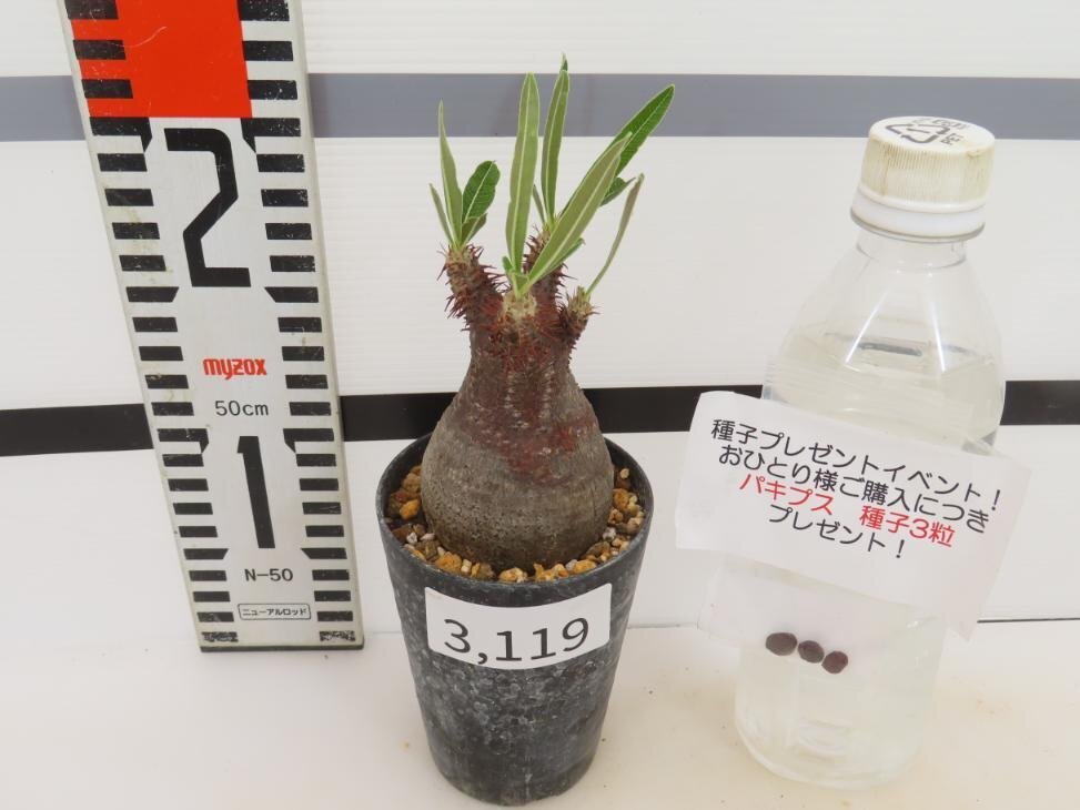 3119 「塊根植物」パキポディウム グラキリス S 植え【発根未確認・gracilius・購入でパキプス種子プレゼント】の画像2