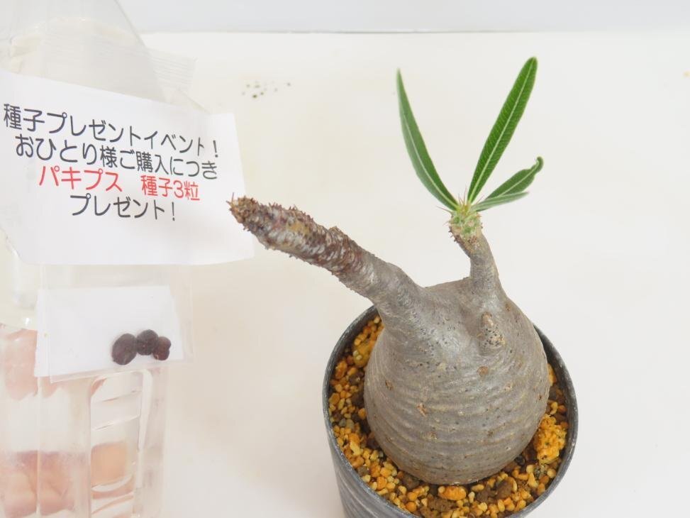 3101 「塊根植物」パキポディウム グラキリス S 植え【発根未確認・gracilius・購入でパキプス種子プレゼント】の画像1