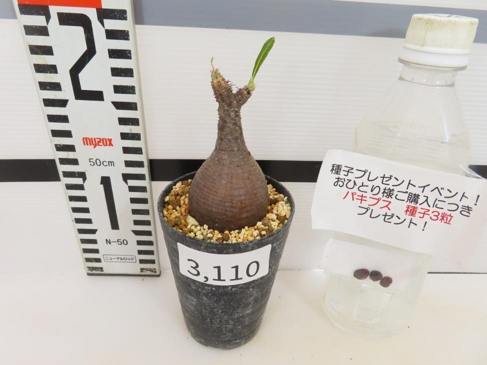 3110 「塊根植物」パキポディウム グラキリス S 植え【発根未確認・gracilius・購入でパキプス種子プレゼント】の画像2