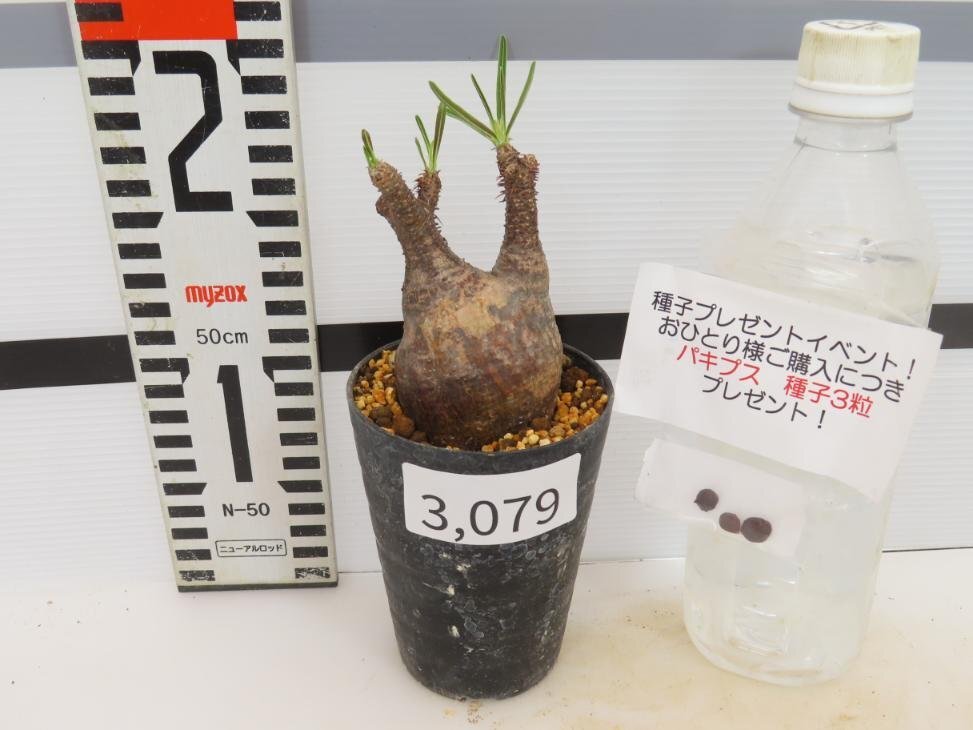 3079 「塊根植物」パキポディウム グラキリス S 植え【発根未確認・gracilius・購入でパキプス種子プレゼント】の画像2