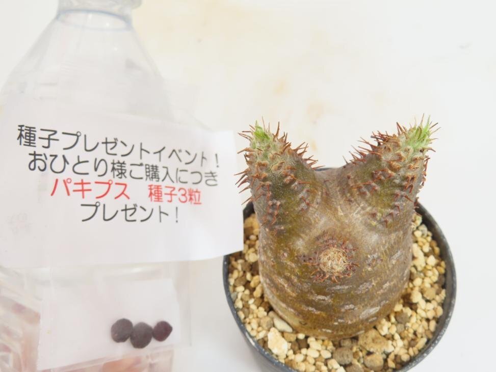 3073 「塊根植物」パキポディウム グラキリス S 植え【発根未確認・gracilius・購入でパキプス種子プレゼント】の画像5