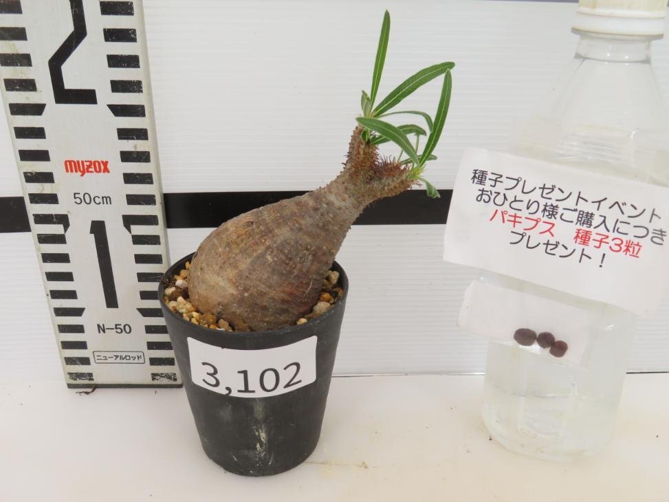 3102 「塊根植物」パキポディウム グラキリス S 植え【発根未確認・gracilius・購入でパキプス種子プレゼント】の画像2