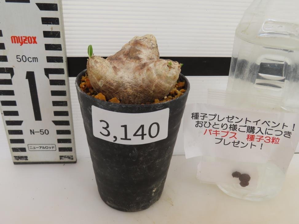 3140 「塊根植物」パキポディウム 恵比寿笑い 植え【発根未確認・brevicaule・多肉植物・購入でパキプス種子プレゼント】の画像2