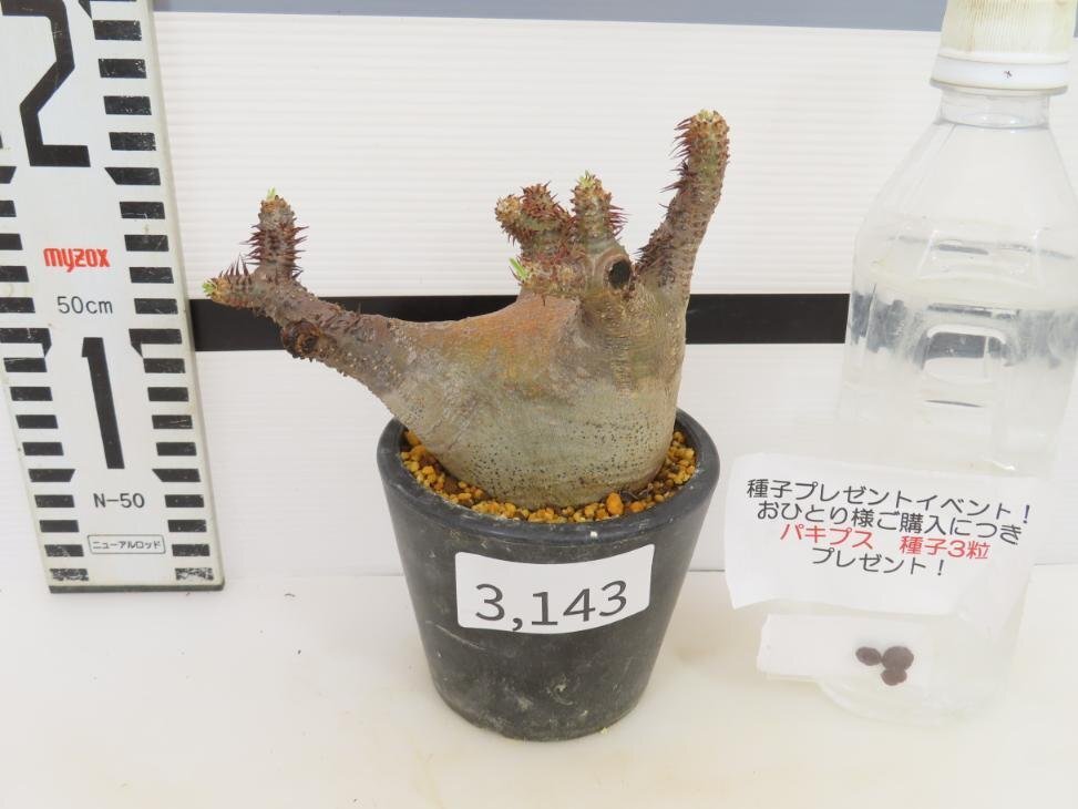 3143 「塊根植物」パキポディウム マカイエンセ 植え【発根未確認・makayense・芽吹き・購入でパキプス種子プレゼント】の画像2