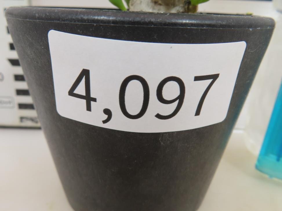 4097 「実生」オトンナ クラビフォリア 植え【発根・多肉植物・Othonna clavifolia・・葉落ちします】_画像5