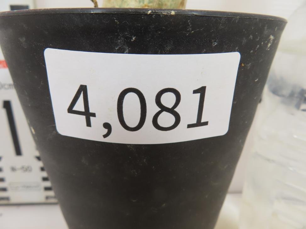 4081 「塊根植物」ユーフォルビア マハボボケンシス大 植え【多肉植物・発根未確認・Euphorbia mahabobokensis】の画像5