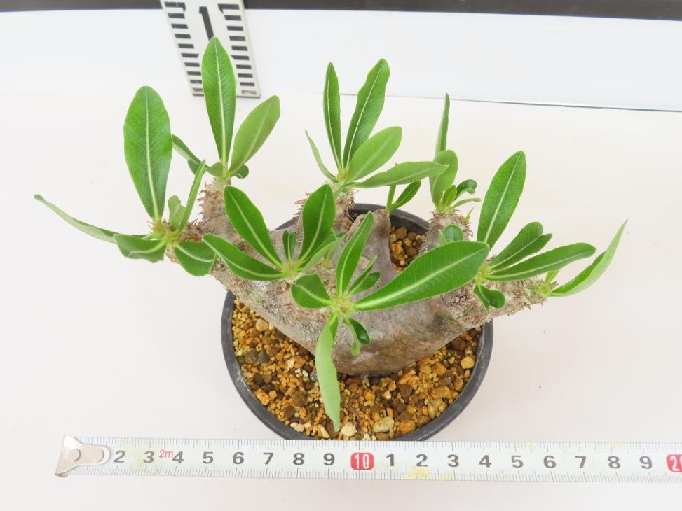 6565 「塊根植物」パキポディウム ブレビカリックス 植え【発根未確認・Pachypodium brevicalyx・マダガスカル】の画像5