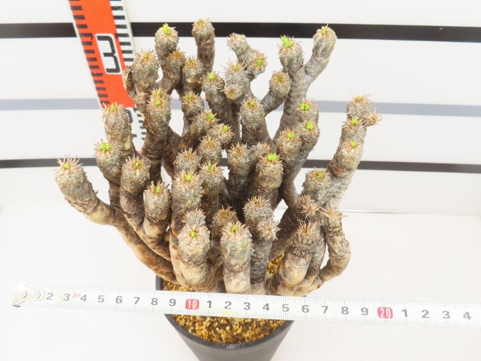 6537 「多肉植物」ユーフォルビア ギラウミニアナ 植え【発根未確認・Euphorbia guillauminiana・発芽開始】_画像5