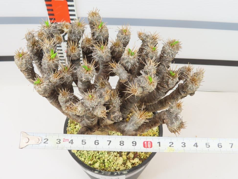 6534 「多肉植物」ユーフォルビア ギラウミニアナ 植え【発根未確認・Euphorbia guillauminiana・発芽開始】の画像5