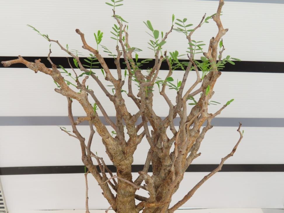 6584 「塊根植物」センナ メリディオナリス 中 植え【発根未確認・Senna meridionalis・マダガスカル・芽吹き】の画像4