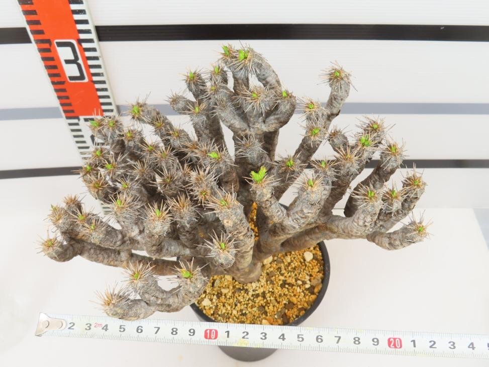 6532 「多肉植物」ユーフォルビア ギラウミニアナ 植え【発根未確認・Euphorbia guillauminiana・発芽開始】の画像4