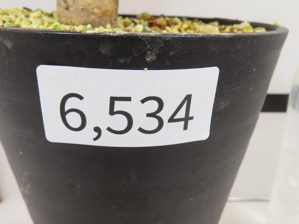 6534 「多肉植物」ユーフォルビア ギラウミニアナ 植え【発根未確認・Euphorbia guillauminiana・発芽開始】の画像3