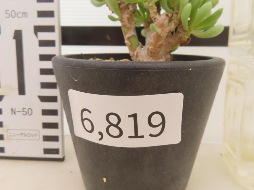 6819 「実生」オトンナ クラビフォリア 植え【発根・多肉植物・Othonna clavifolia・・葉落ちします】の画像3