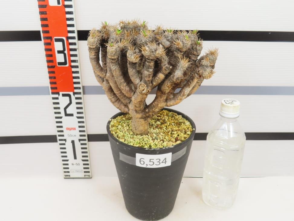 6534 「多肉植物」ユーフォルビア ギラウミニアナ 植え【発根未確認・Euphorbia guillauminiana・発芽開始】の画像2