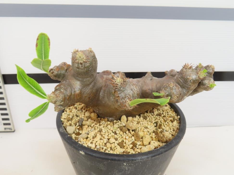 6564 「塊根植物」パキポディウム ブレビカリックス 植え【発根未確認・Pachypodium brevicalyx・マダガスカル】の画像4