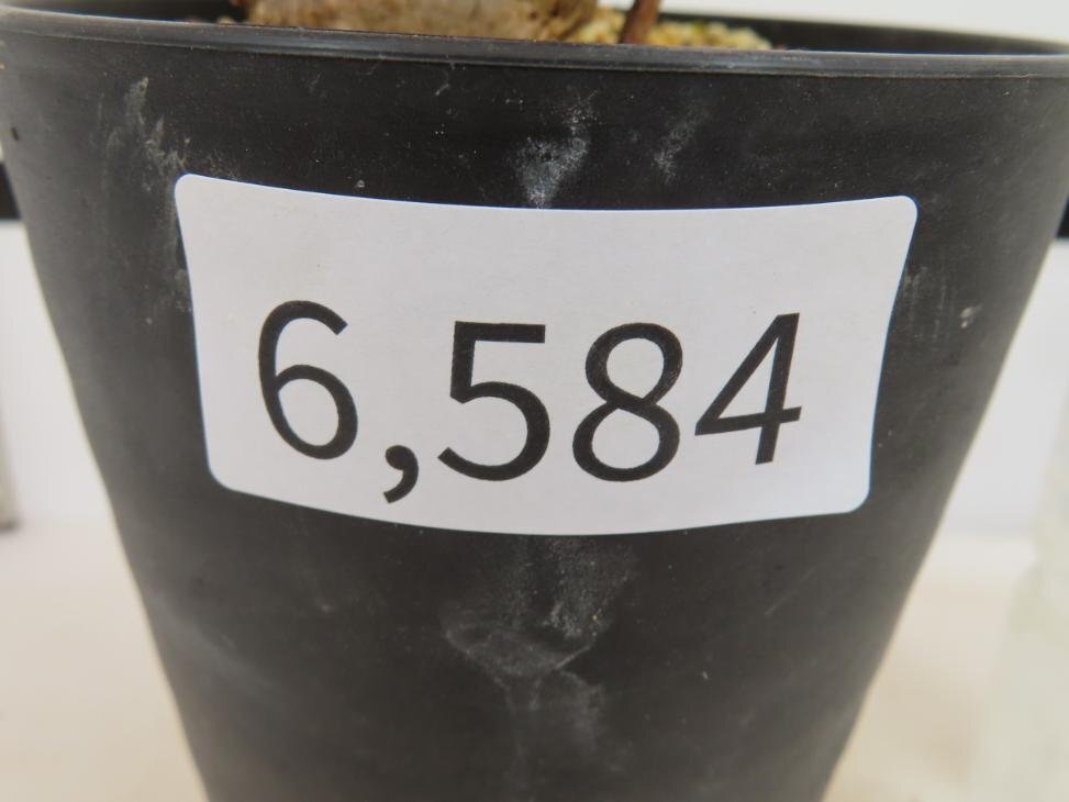 6584 「塊根植物」センナ メリディオナリス 中 植え【発根未確認・Senna meridionalis・マダガスカル・芽吹き】の画像2