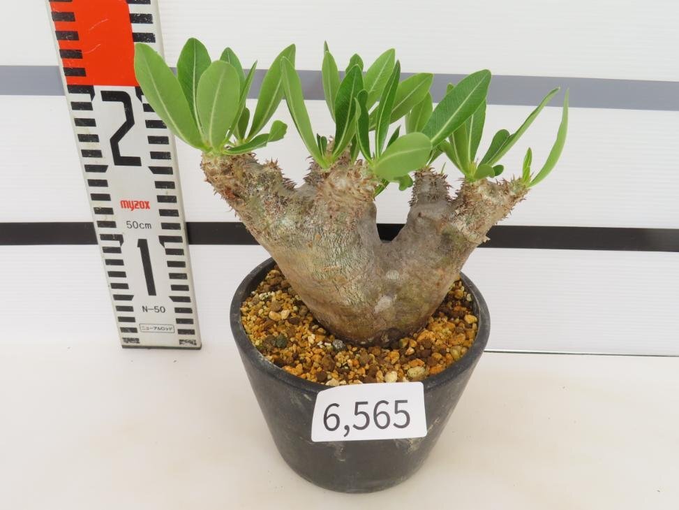 6565 「塊根植物」パキポディウム ブレビカリックス 植え【発根未確認・Pachypodium brevicalyx・マダガスカル】の画像2