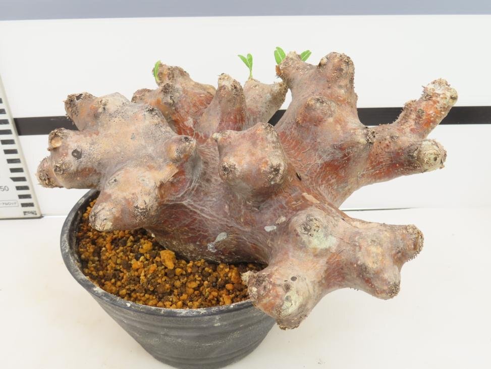 9111 「塊根植物」パキポディウム ブレビカリックス 植え【発根未確認・Pachypodium brevicalyx・マダガスカル】の画像2