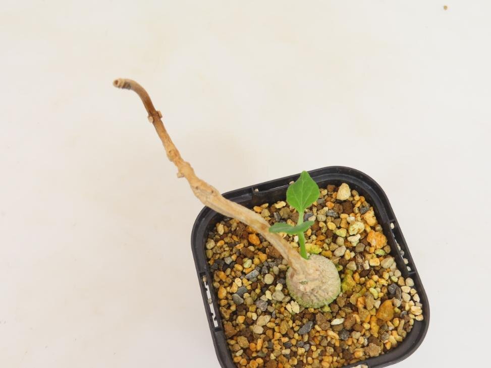 9072 「実生」マテレア シクロフィラ 植え【発根開始・Matelea cyclophylla・多肉植物・Gonolobus cyclophyllus】の画像2