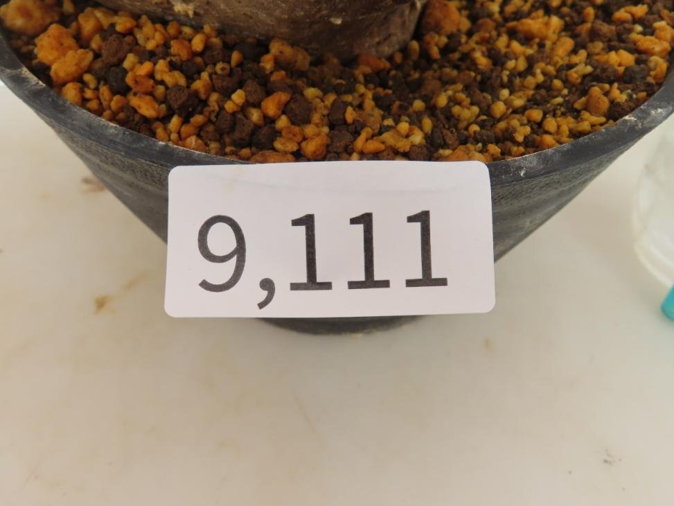 9111 「塊根植物」パキポディウム ブレビカリックス 植え【発根未確認・Pachypodium brevicalyx・マダガスカル】の画像5