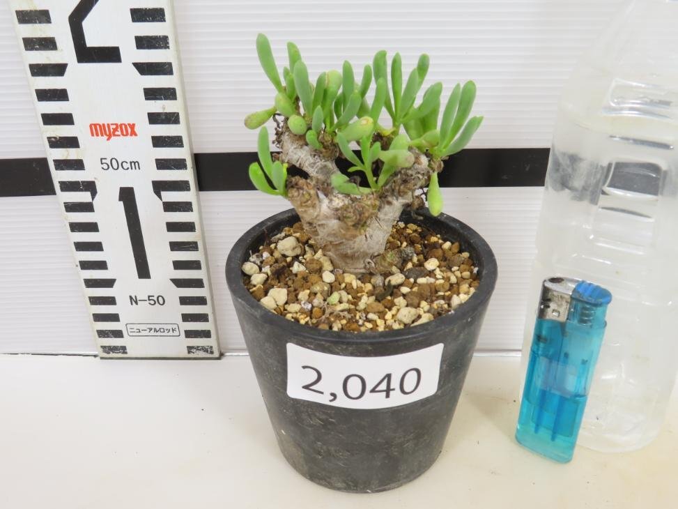2040 「実生」オトンナ クラビフォリア 植え【発根・多肉植物・Othonna clavifolia・・葉落ちします】の画像3