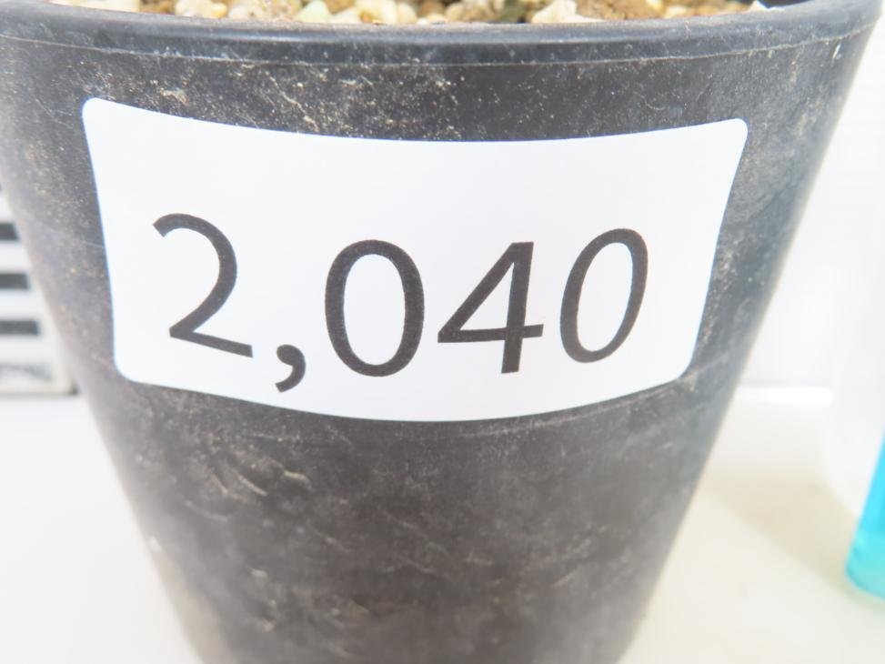 2040 「実生」オトンナ クラビフォリア 植え【発根・多肉植物・Othonna clavifolia・・葉落ちします】の画像5