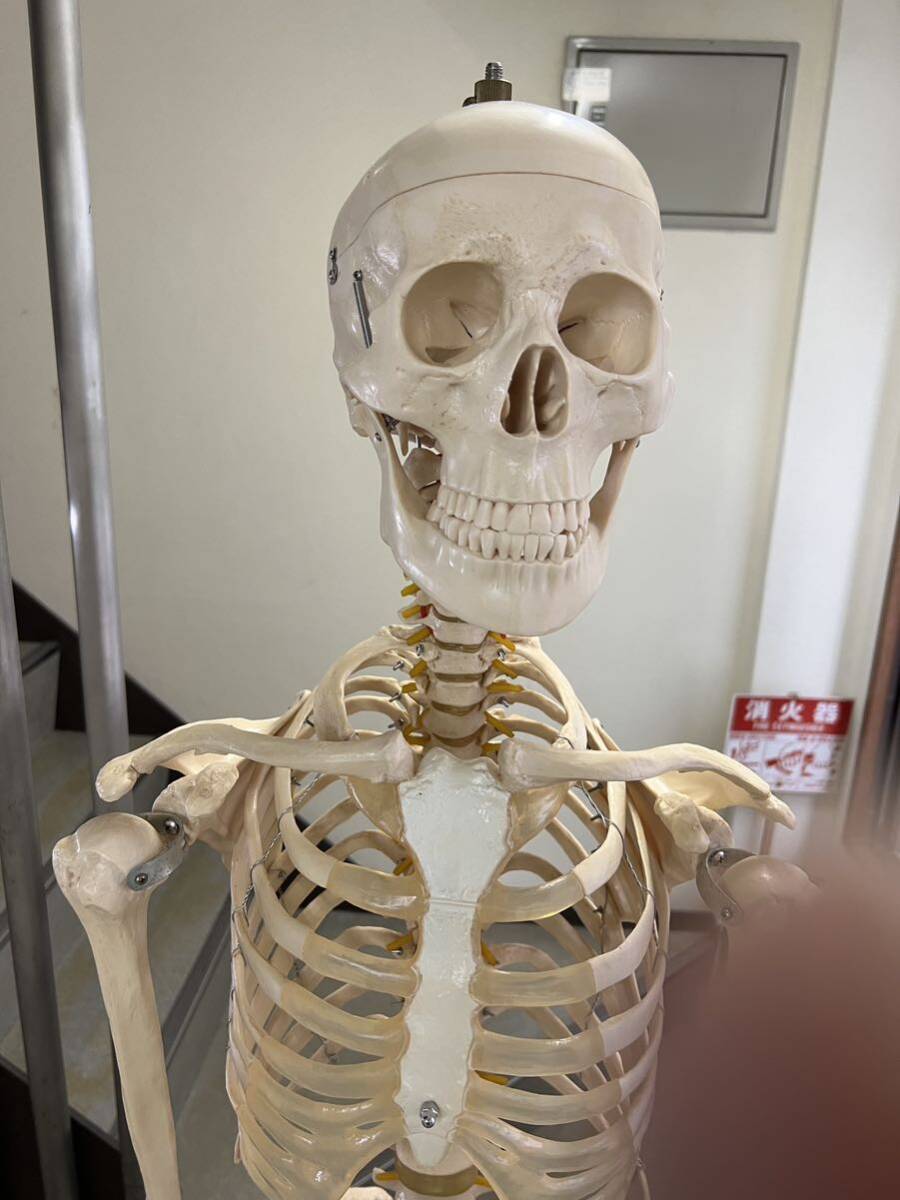 人体模型 骨格模型 等身大 身長約170ｃｍの画像2