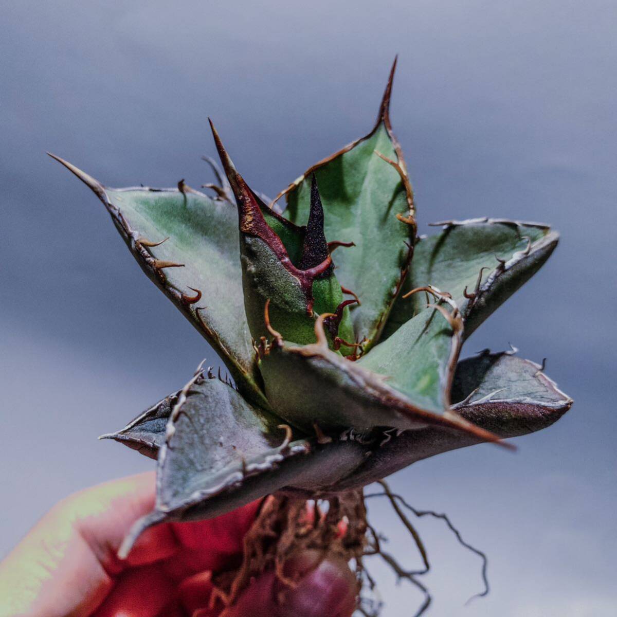  【コズミックレター】アガベ オテロイ from オアハカ リヴァイヴド Agave Oteroi from Oaxaca Revived(再生) 3の画像2