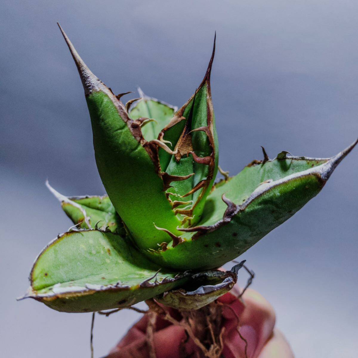 【コズミックレター】アガベ オテロイ from オアハカ リヴァイヴド Agave Oteroi from Oaxaca Revived(再生)4の画像1