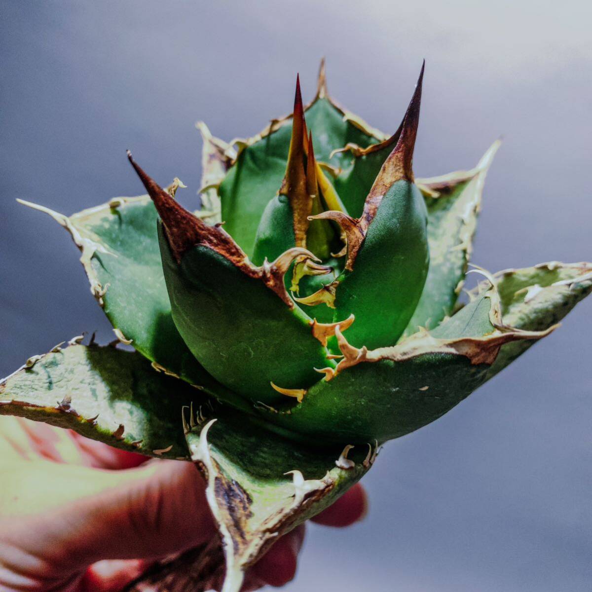 10【コズミックレター】アガベ オテロイ from オアハカ リヴァイヴド Agave Oteroi from Oaxaca Revived(再生)の画像1