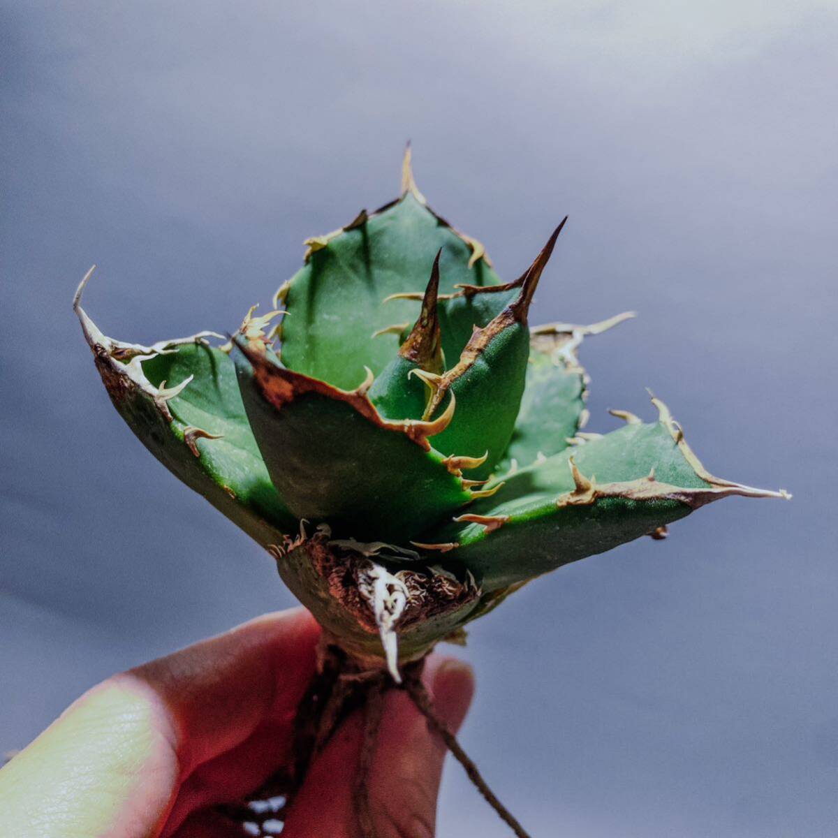 11【コズミックレター】アガベ オテロイ from オアハカ リヴァイヴド Agave Oteroi from Oaxaca Revived(再生)の画像1