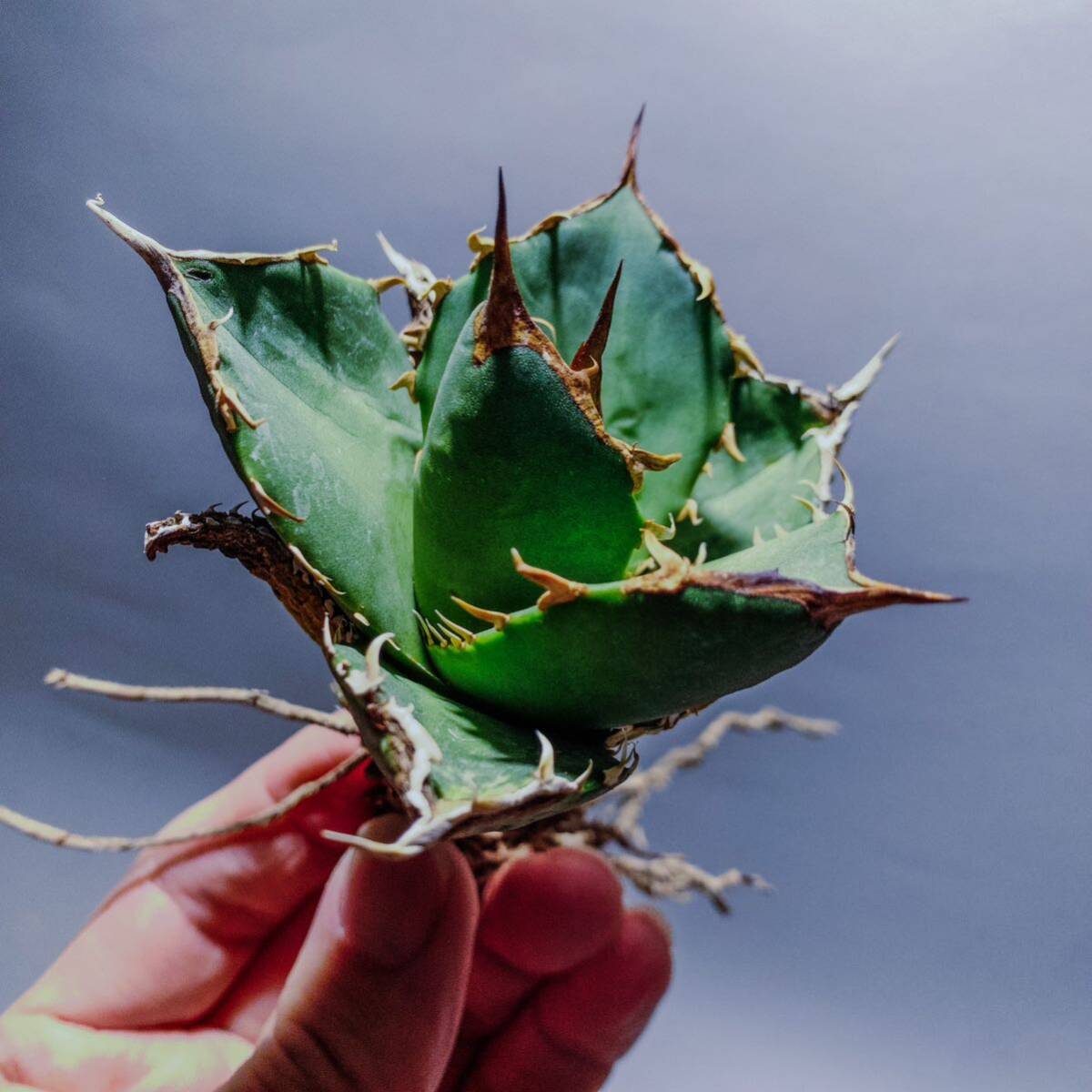 11【コズミックレター】アガベ オテロイ from オアハカ リヴァイヴド Agave Oteroi from Oaxaca Revived(再生)の画像2