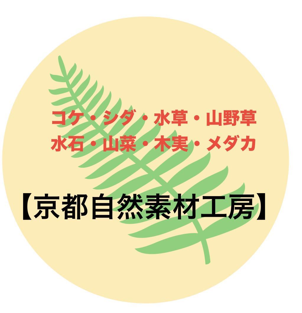 シノブゴケ (大パック)苔玉・コケテラリウム・園芸に使える基本の苔です。【京都自然素材工房】の画像2