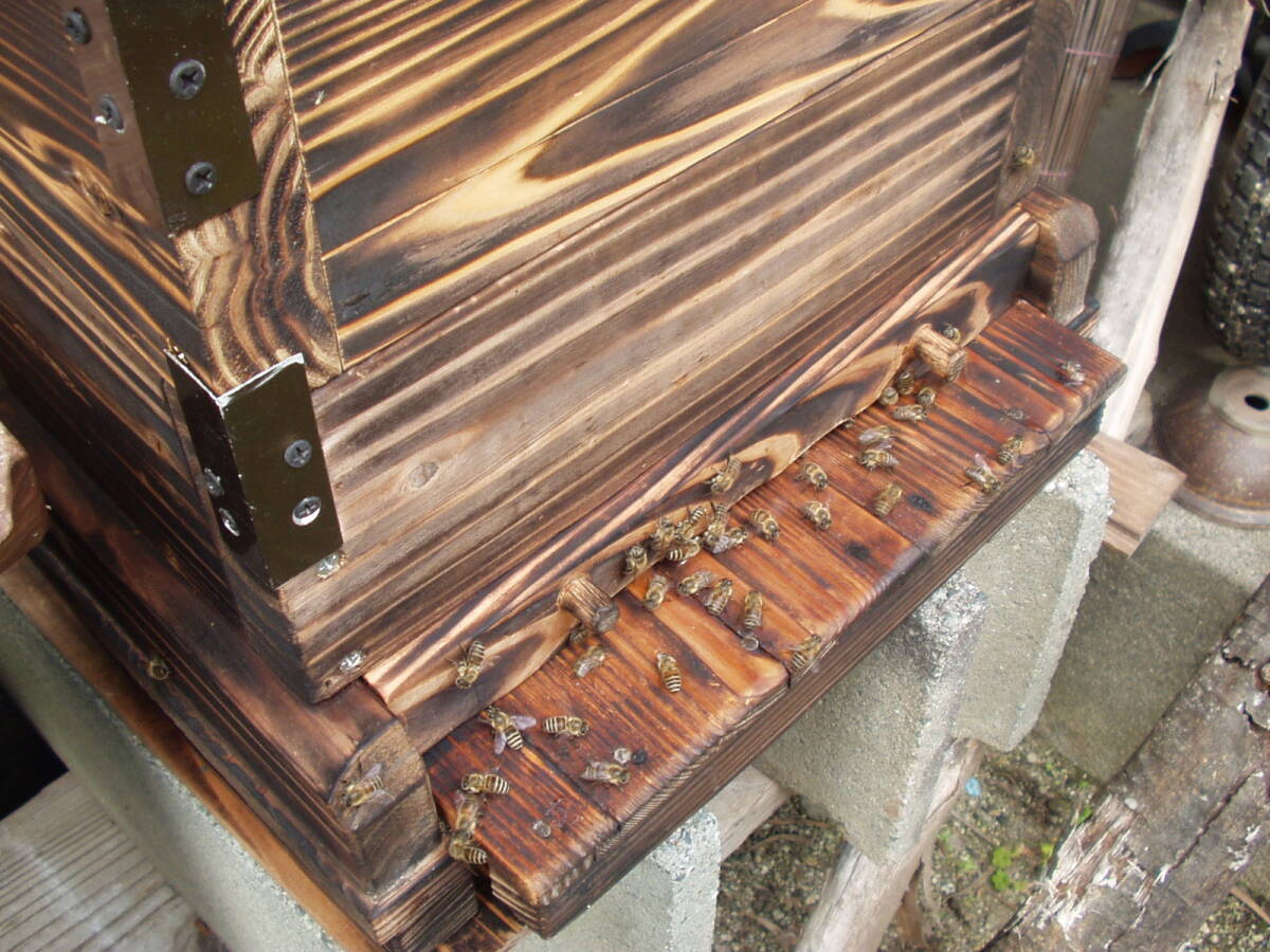 日本蜜蜂分蜂 入居巣箱  重箱式 福岡県  引き取り手渡しの画像3
