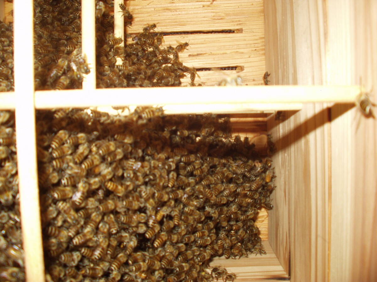 日本蜜蜂分蜂 入居巣箱  重箱式 福岡県  引き取り手渡しの画像4