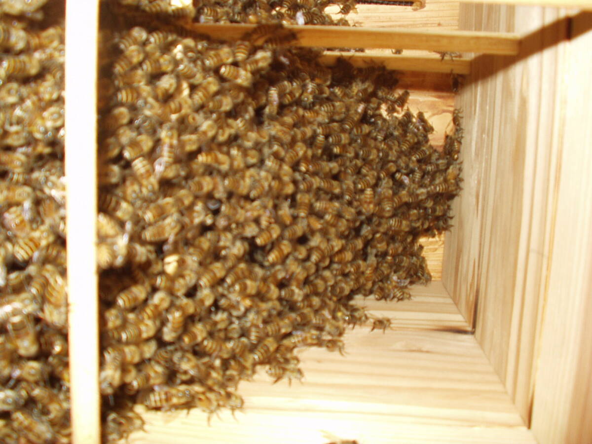 日本蜜蜂分蜂 入居巣箱  重箱式 福岡県  引き取り手渡しの画像2