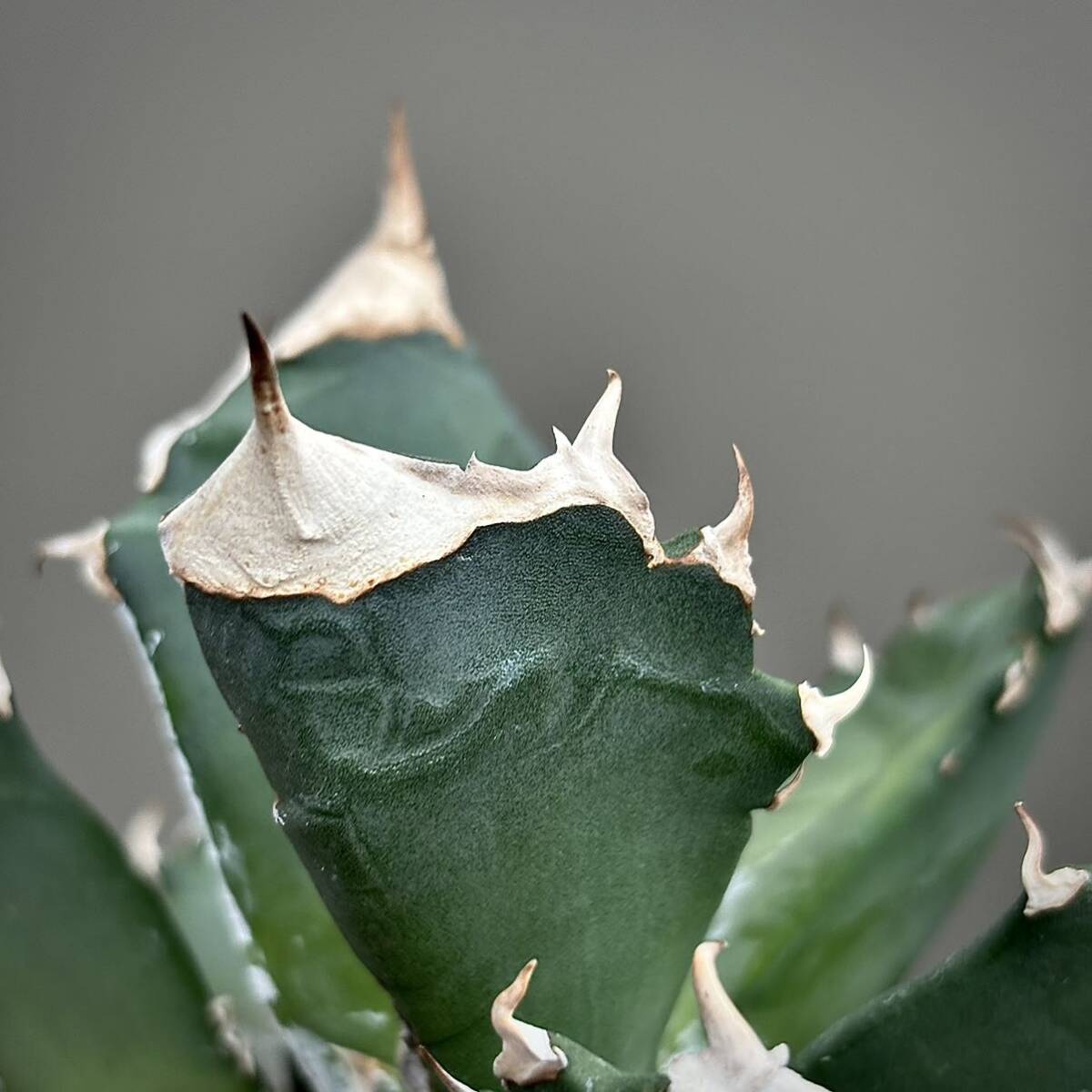 アガベ チタノタ ホワイトファイヤー 白火焔 多肉植物の画像9