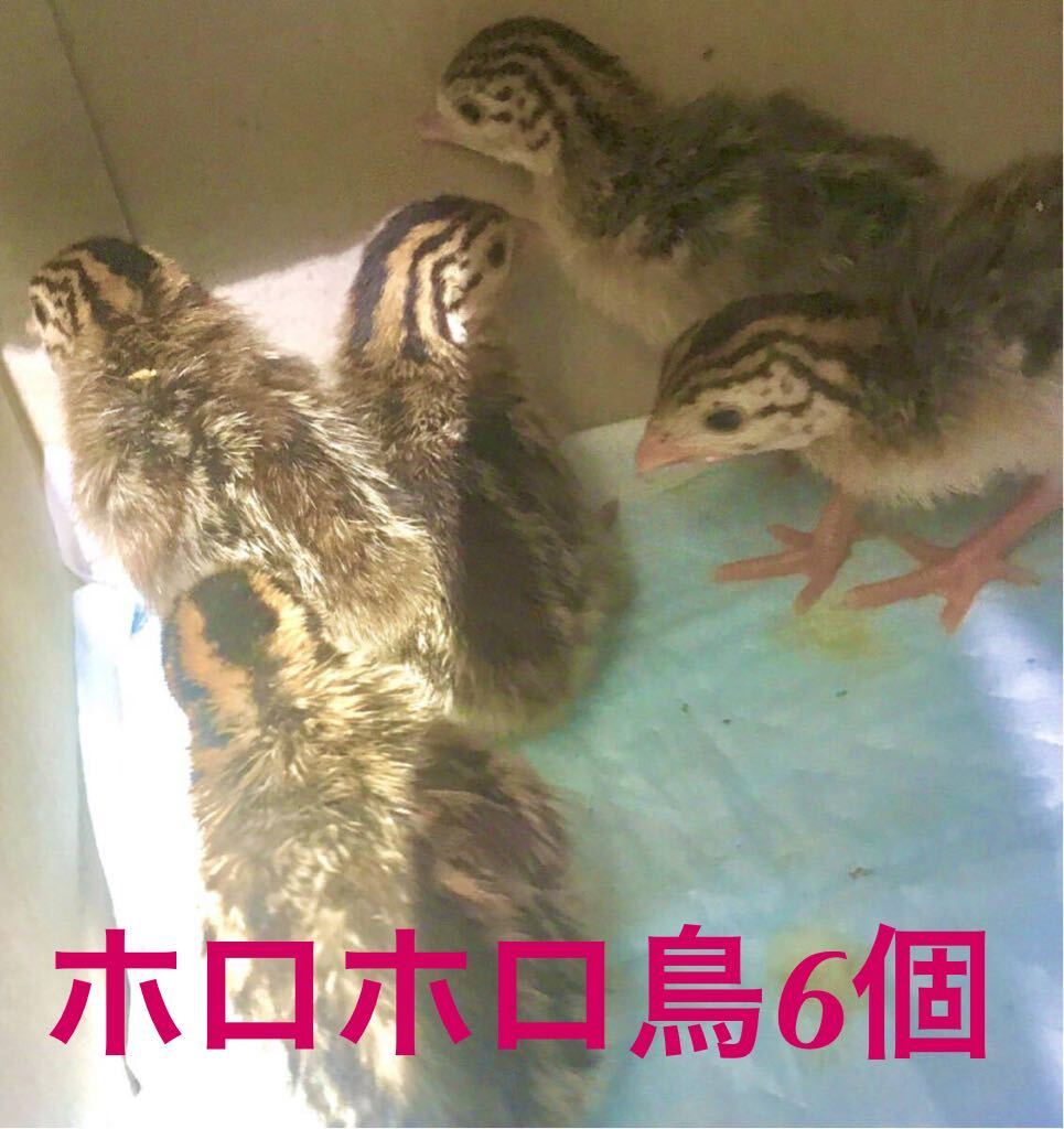  送料無料　純粋pintada　6個まとめて　ホロホロ鳥　有精卵　ほろほろちょう　無洗卵　ホロホロチョウ　食用　たまご　ほろほろ鳥_画像1